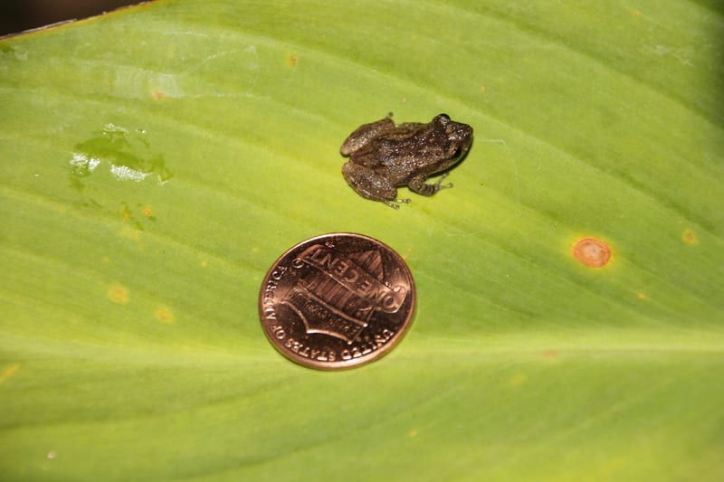 Coqui tree frog, endemic symbol of Puerto Rico