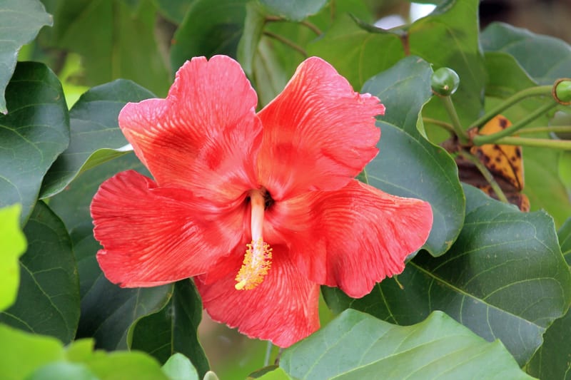 Flor de maga (Thespesia grandiflora), Puerto Rico's national flower